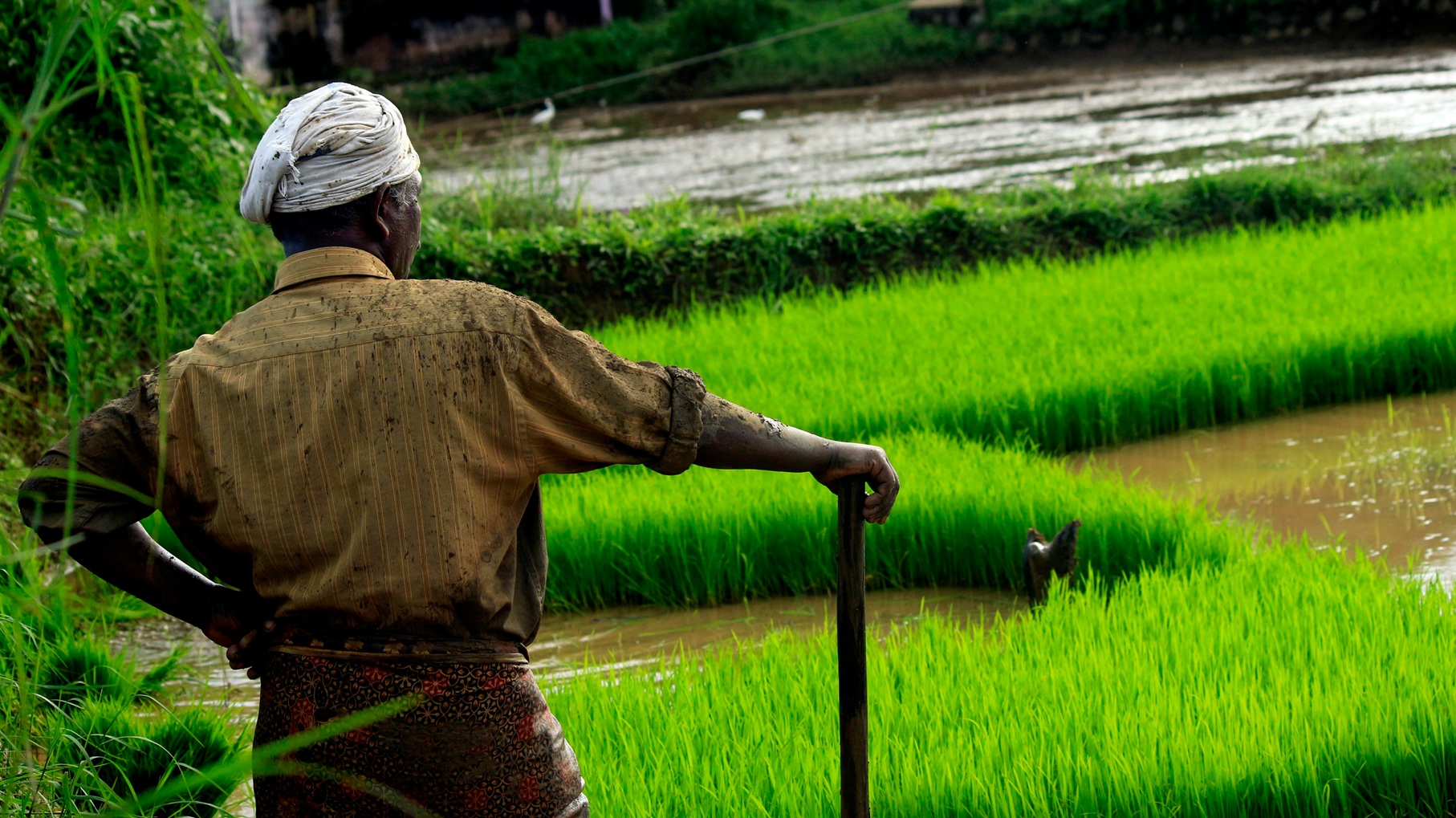 Paddy Farmers Movement in Kerala